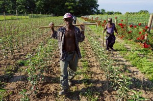 Jamaican farm workers 9           